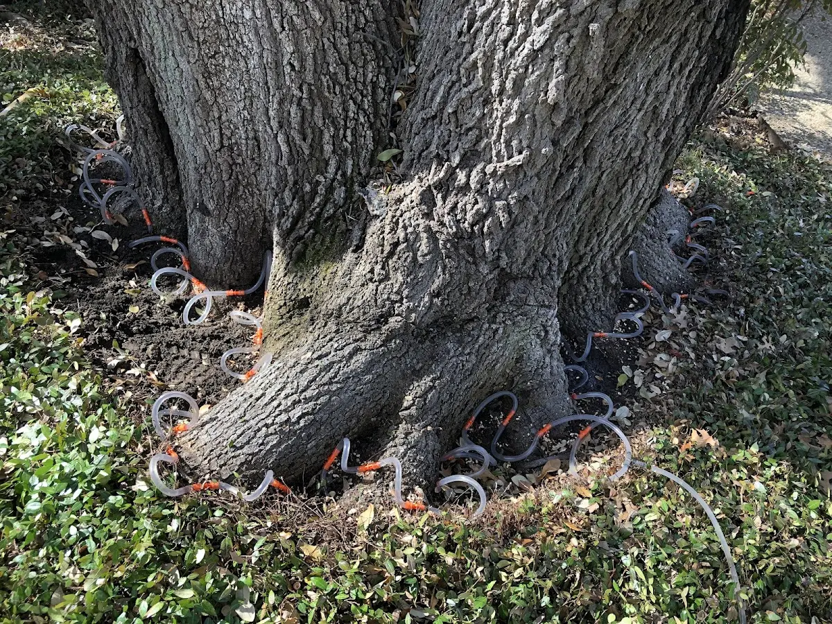 Detailed Tree Cabling and Bracing job site in Beale Afb