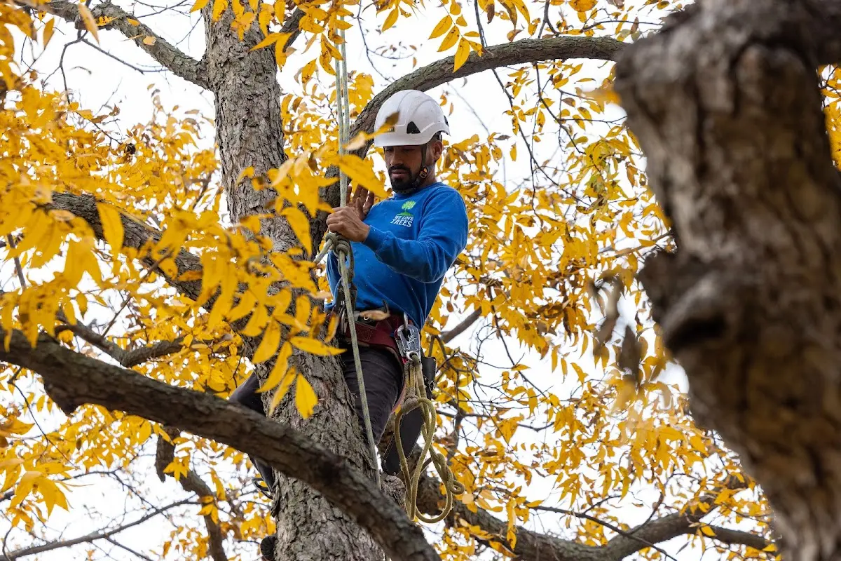 Skilled Tree Trimming crew working in Beale Afb